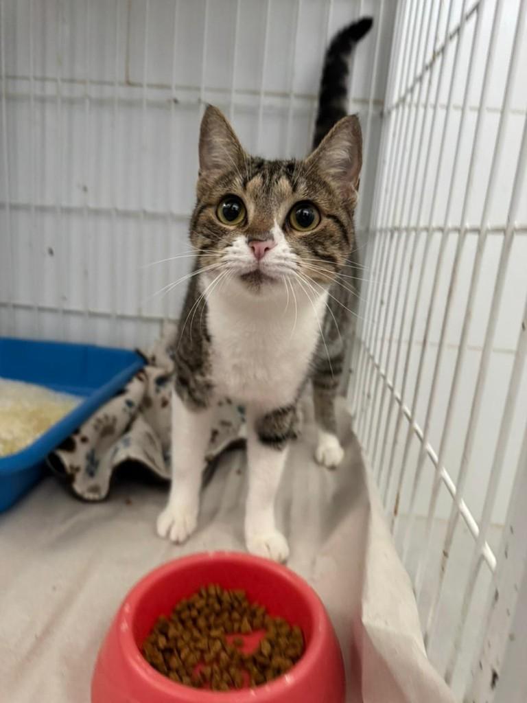 Mãezinha, gata de porte pequeno para adoção em Ribeirão Preto - SP