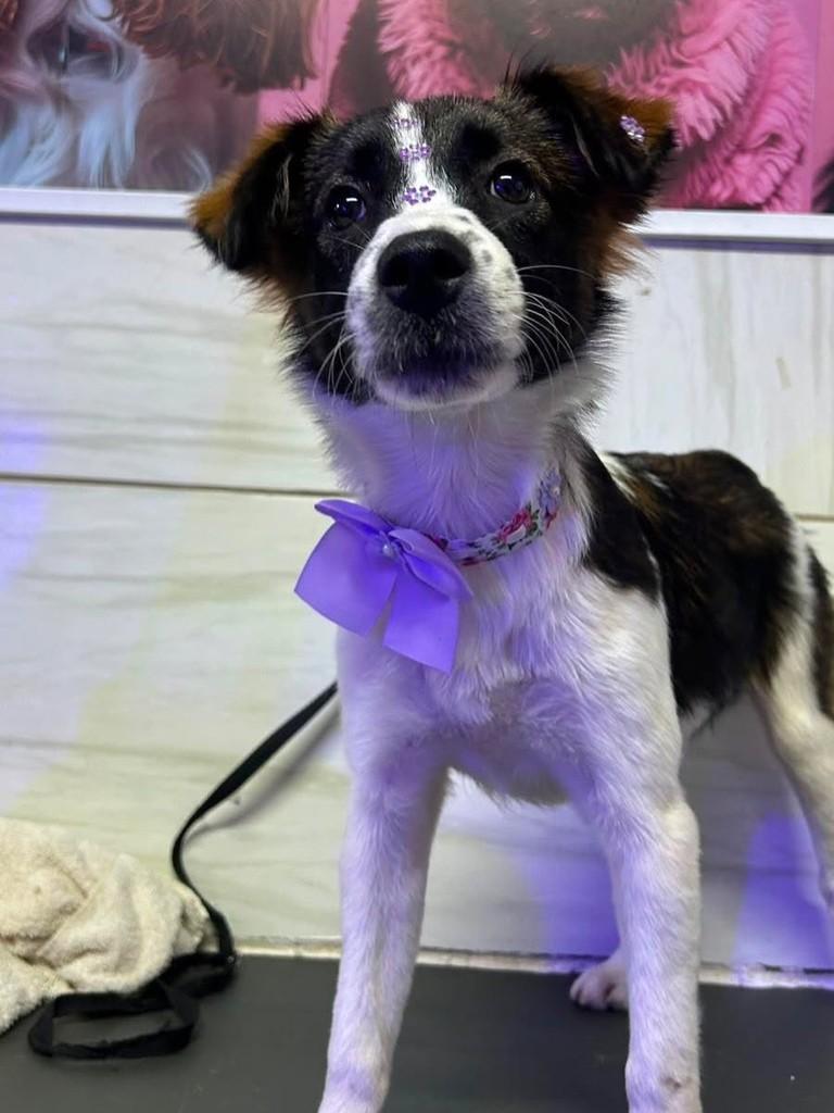 Cachorrinha fêmea, cadela de porte pequeno para adoção em Ribeirão Preto - SP