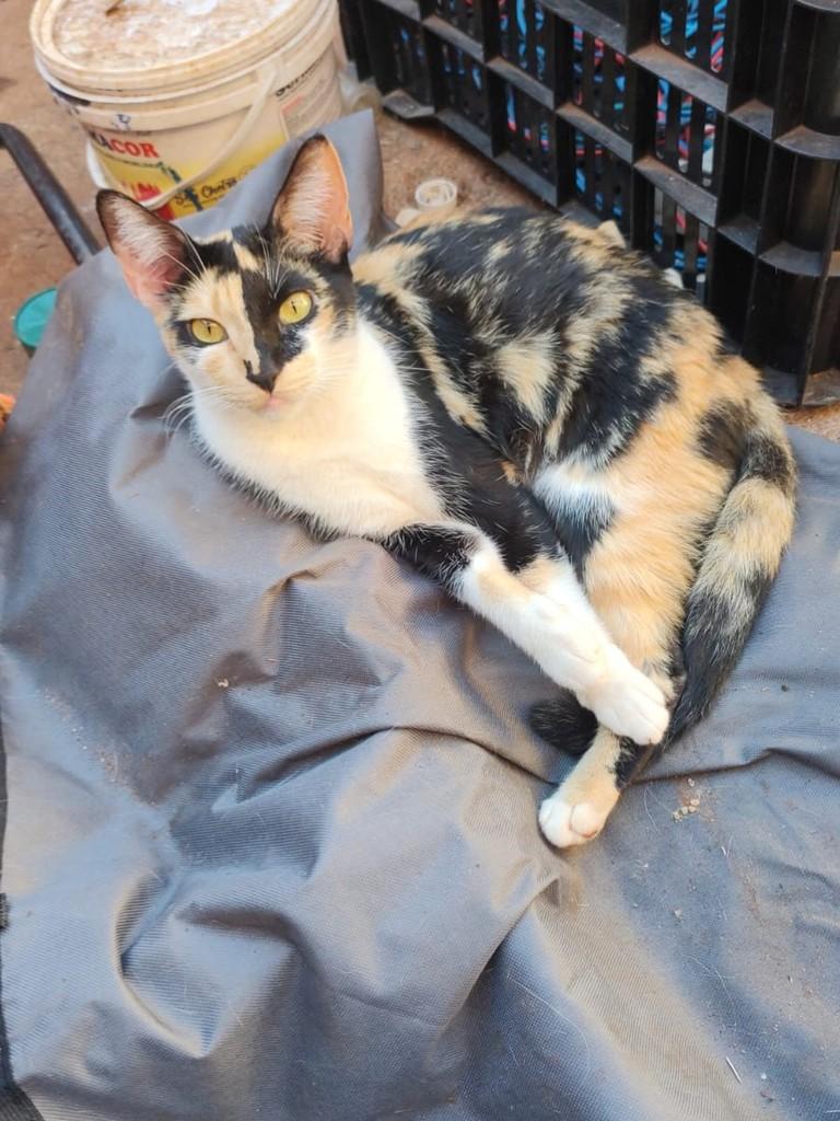 Tricolor, gato para adoção em Jardinópolis - SP