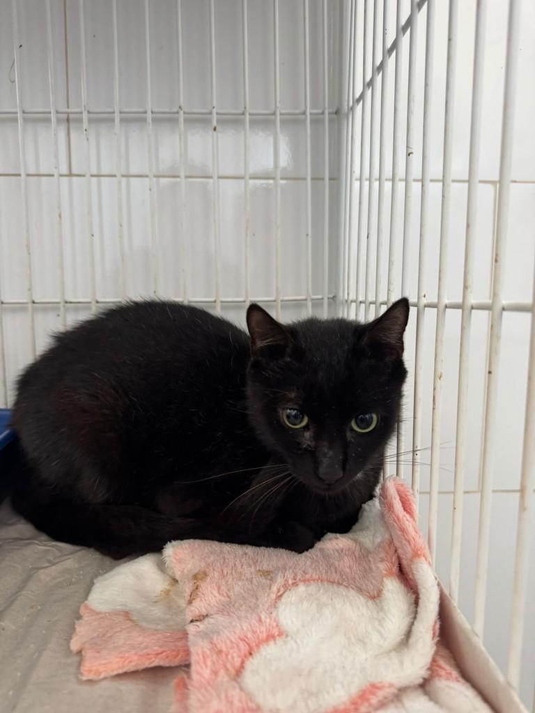 Vini Júnior, gato para adoção em Ribeirão Preto - SP