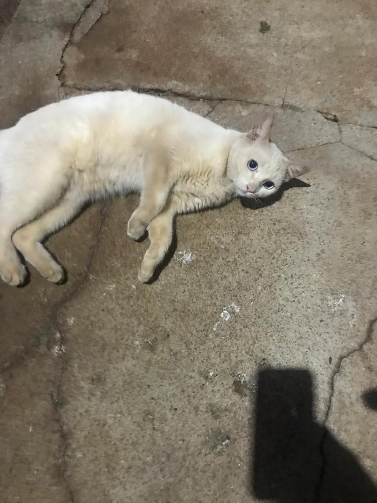 Branquinha, gata de porte pequeno para adoção em Ribeirão Preto - SP