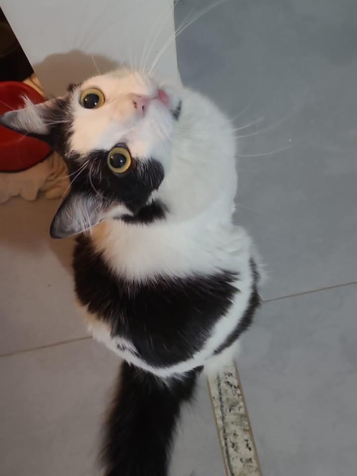 João, gato de porte médio para adoção em Ribeirão Preto - SP
