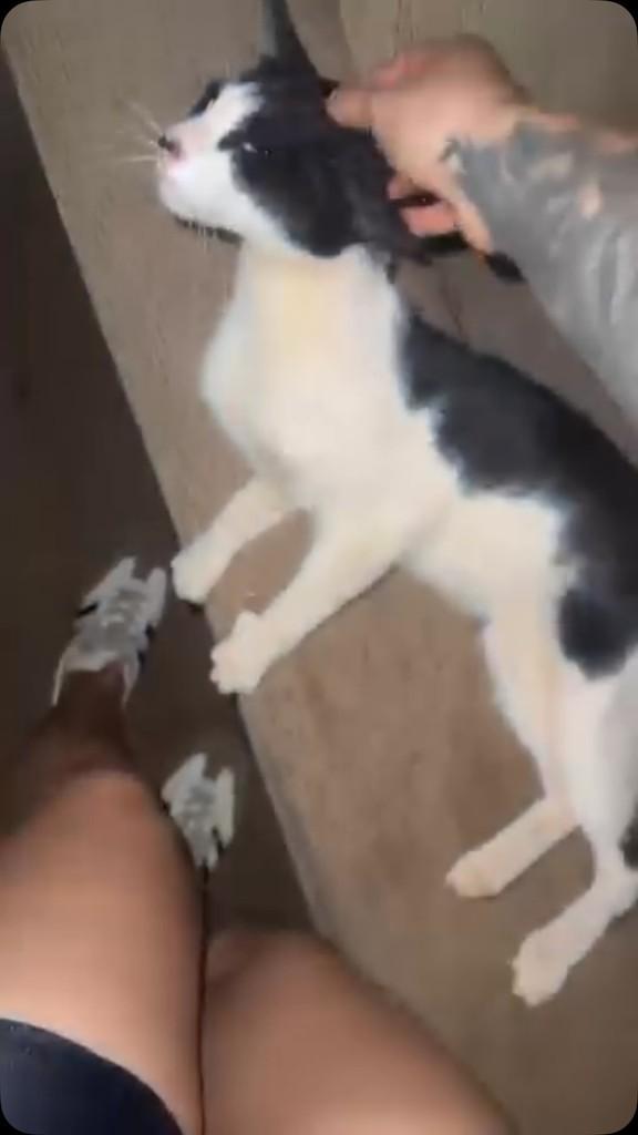 Alice, gata de porte pequeno para adoção em Ribeirão Preto - SP