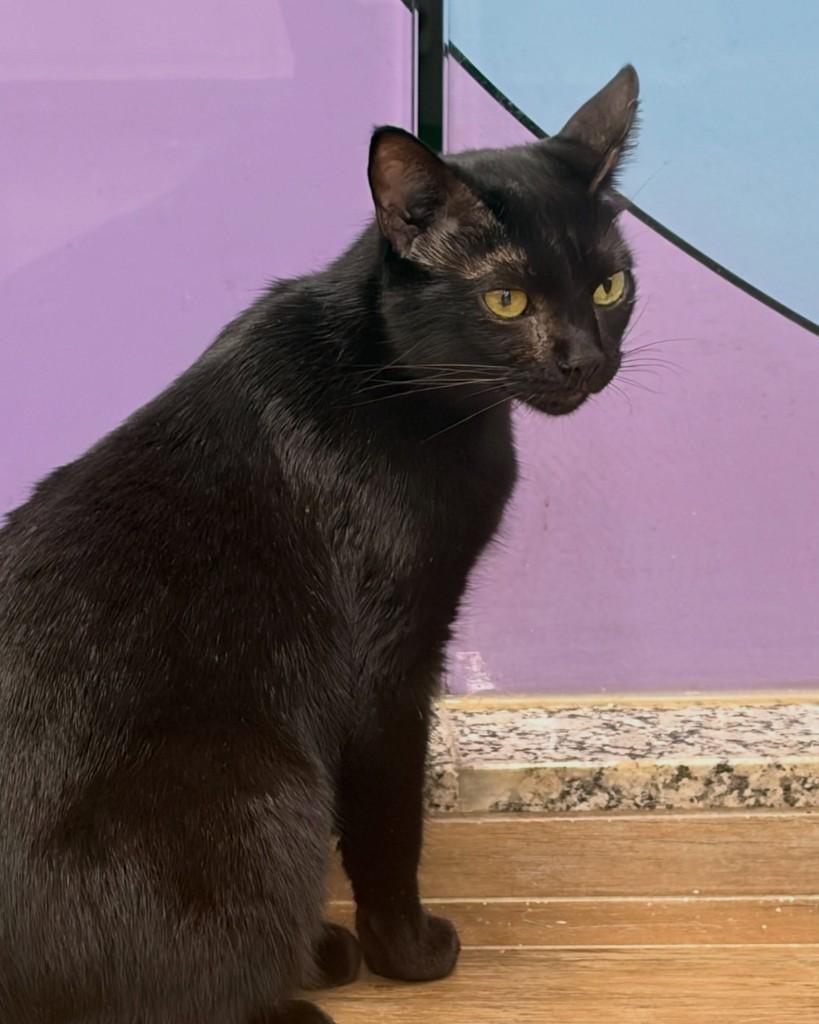 Moana, gata de porte pequeno para adoção em Ribeirão Preto - SP