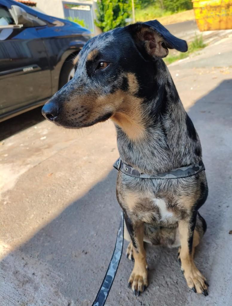 Linda, cadela de porte grande para adoção em Ribeirão Preto - SP