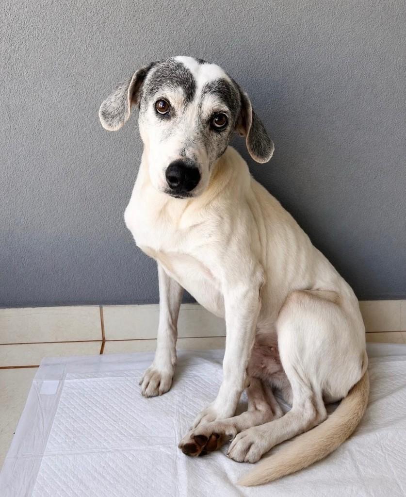 Silvester, cachorro de porte médio para adoção em Ribeirão Preto - SP
