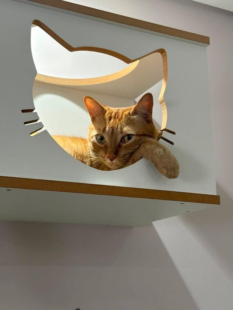 Pudim, gato de porte médio para adoção em Ribeirão Preto - SP