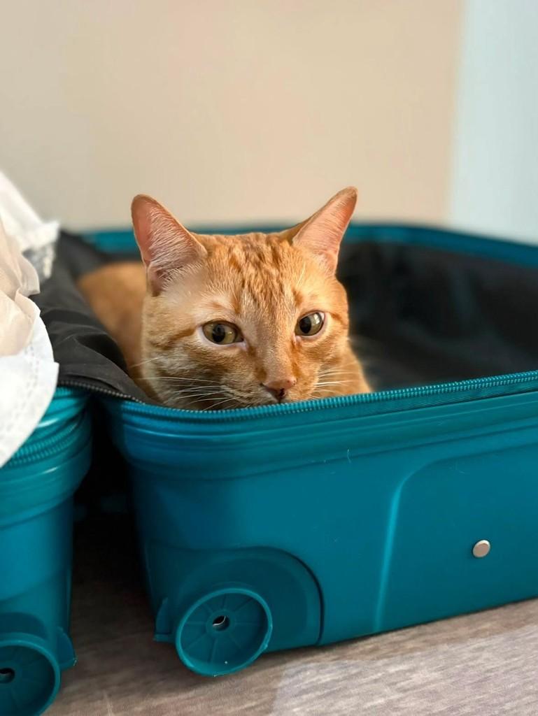 Pudim, gato de porte médio para adoção em Ribeirão Preto - SP — foto 2 de 4