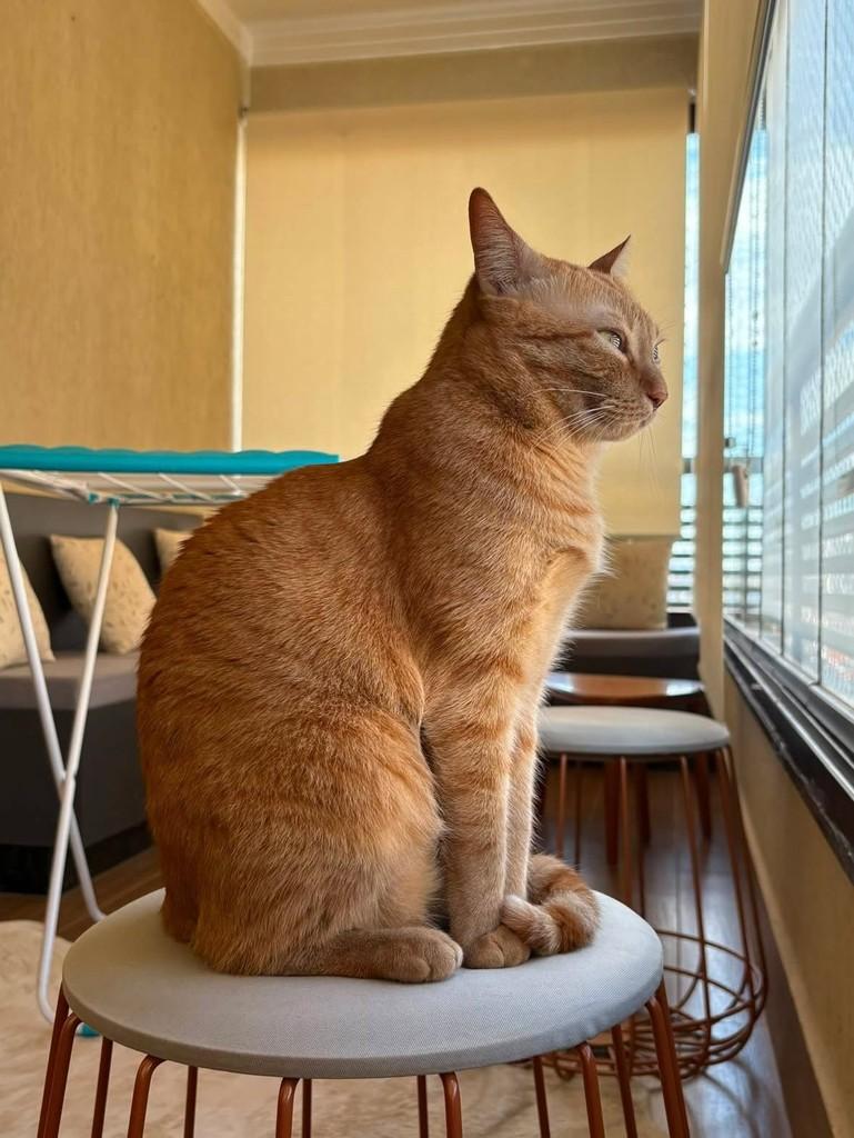 Pudim, gato de porte médio para adoção em Ribeirão Preto - SP — foto 3 de 4