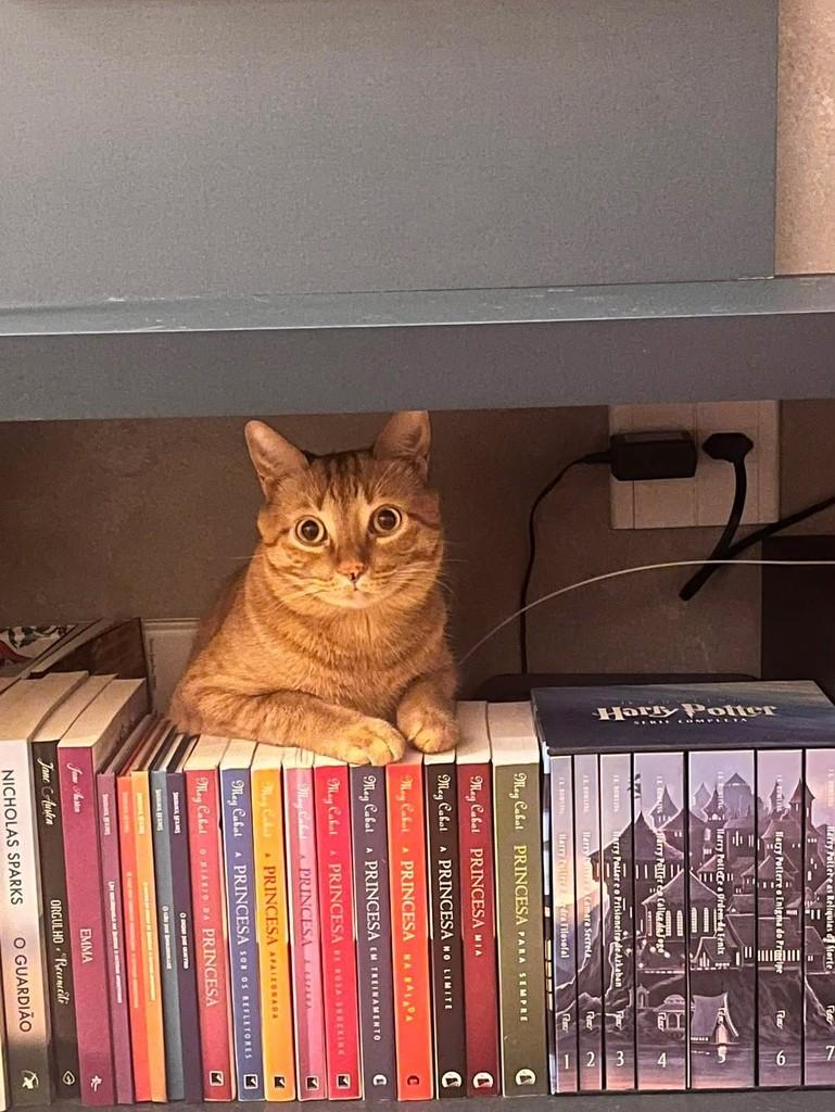 Pudim, gato de porte médio para adoção em Ribeirão Preto - SP — foto 4 de 4