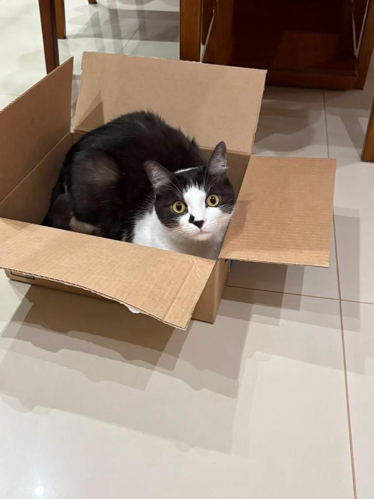 Mingau, gato de porte pequeno para adoção em Ribeirão Preto - SP