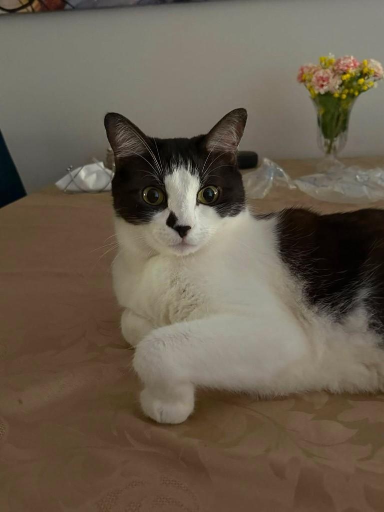 Mingau, gato de porte pequeno para adoção em Ribeirão Preto - SP — foto 2 de 4