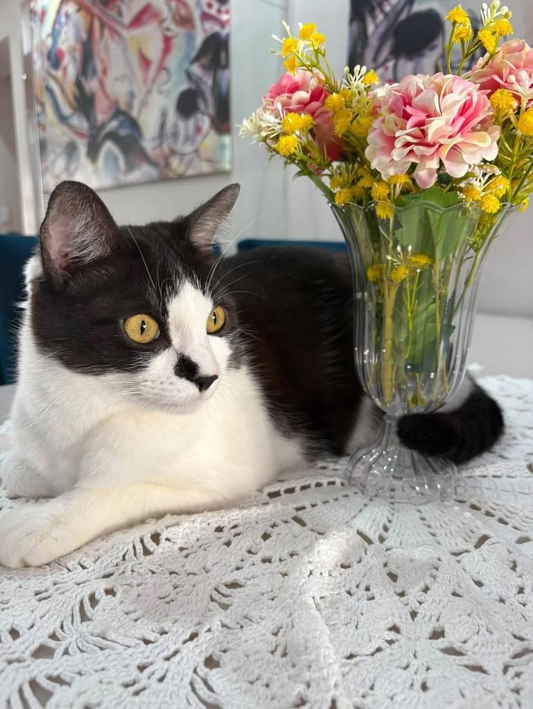 Mingau, gato de porte pequeno para adoção em Ribeirão Preto - SP — foto 3 de 4