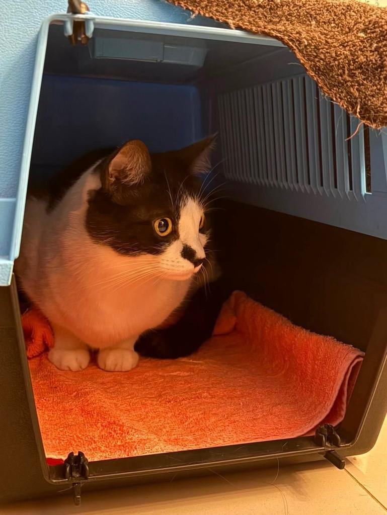 Mingau, gato de porte pequeno para adoção em Ribeirão Preto - SP — foto 4 de 4