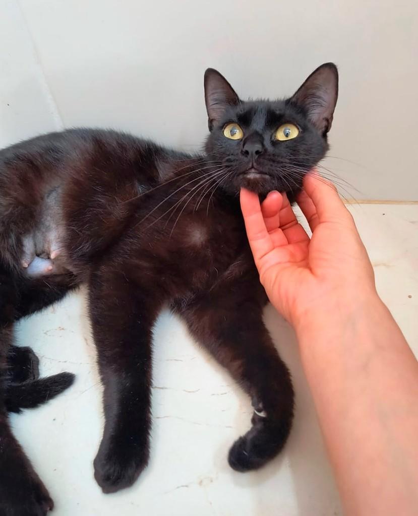 Nala, gata de porte pequeno para adoção em Ribeirão Preto - SP