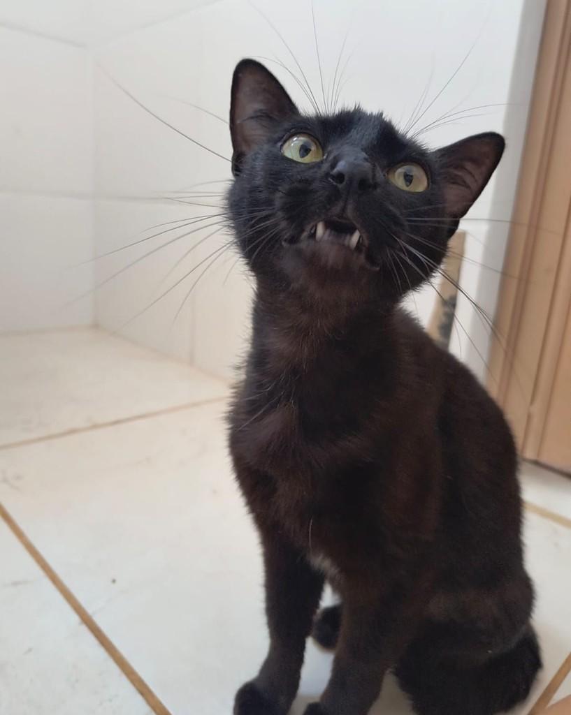 Nala, gata de porte pequeno para adoção em Ribeirão Preto - SP — foto 2 de 3