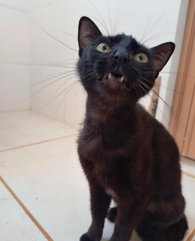 Nala, gata de porte pequeno para adoção em Ribeirão Preto - SP — foto 3 de 3