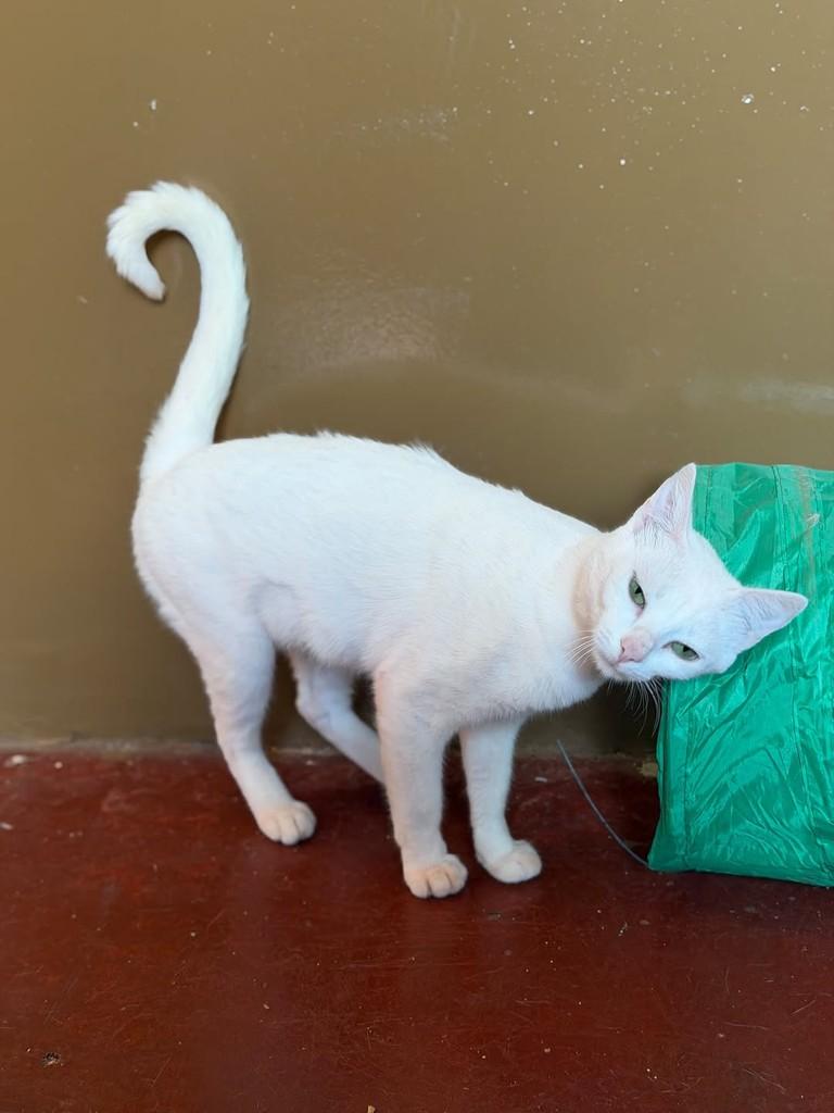 Julieta, gata de porte pequeno para adoção em Ribeirão Preto - SP