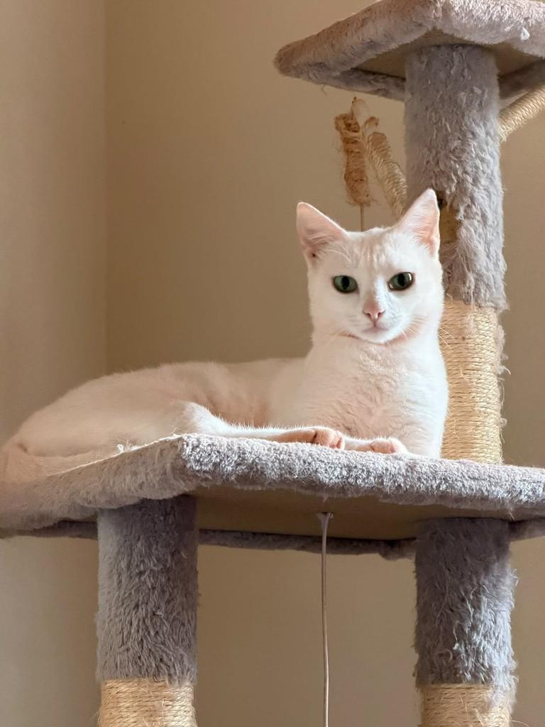 Julieta, gata de porte pequeno para adoção em Ribeirão Preto - SP — foto 2 de 6