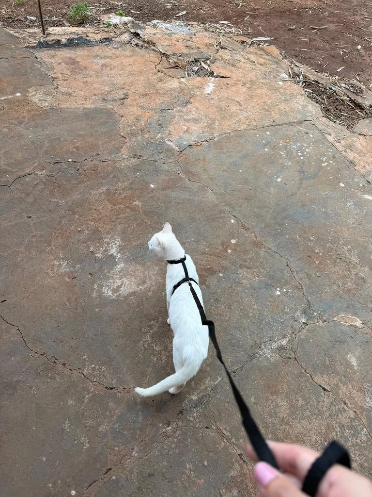 Julieta, gata de porte pequeno para adoção em Ribeirão Preto - SP — foto 3 de 6