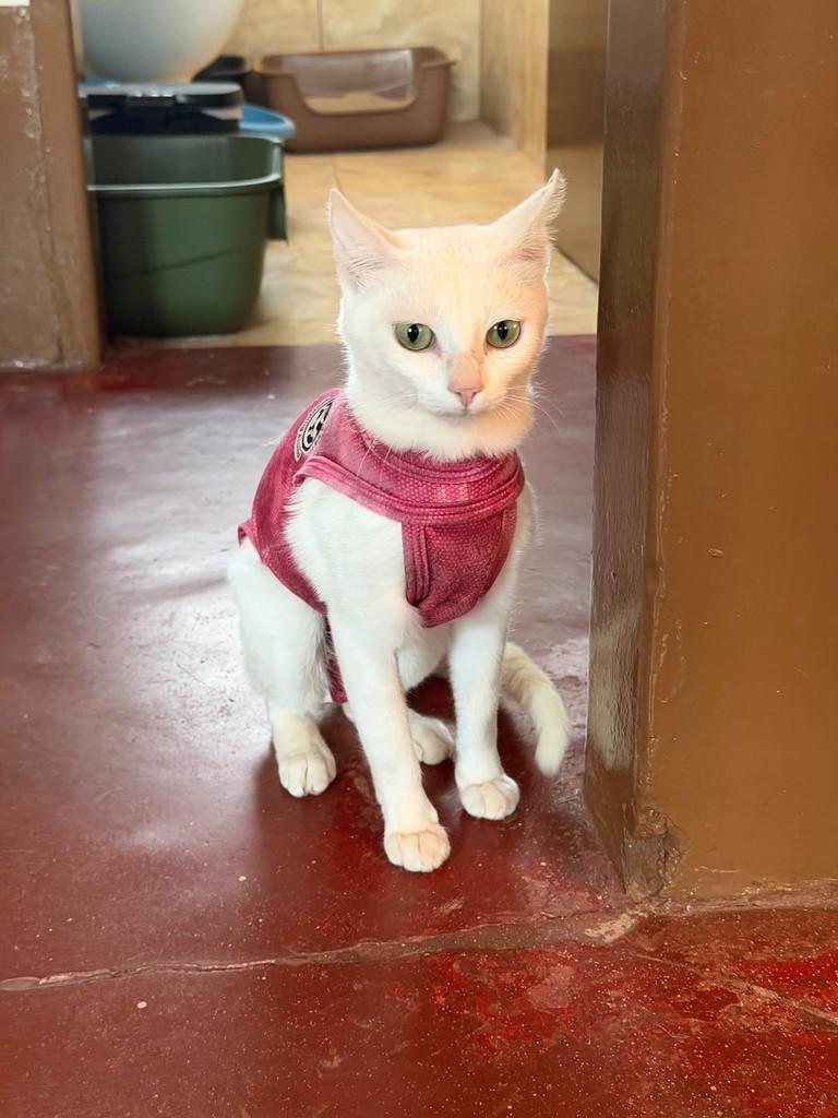 Julieta, gata de porte pequeno para adoção em Ribeirão Preto - SP — foto 4 de 6