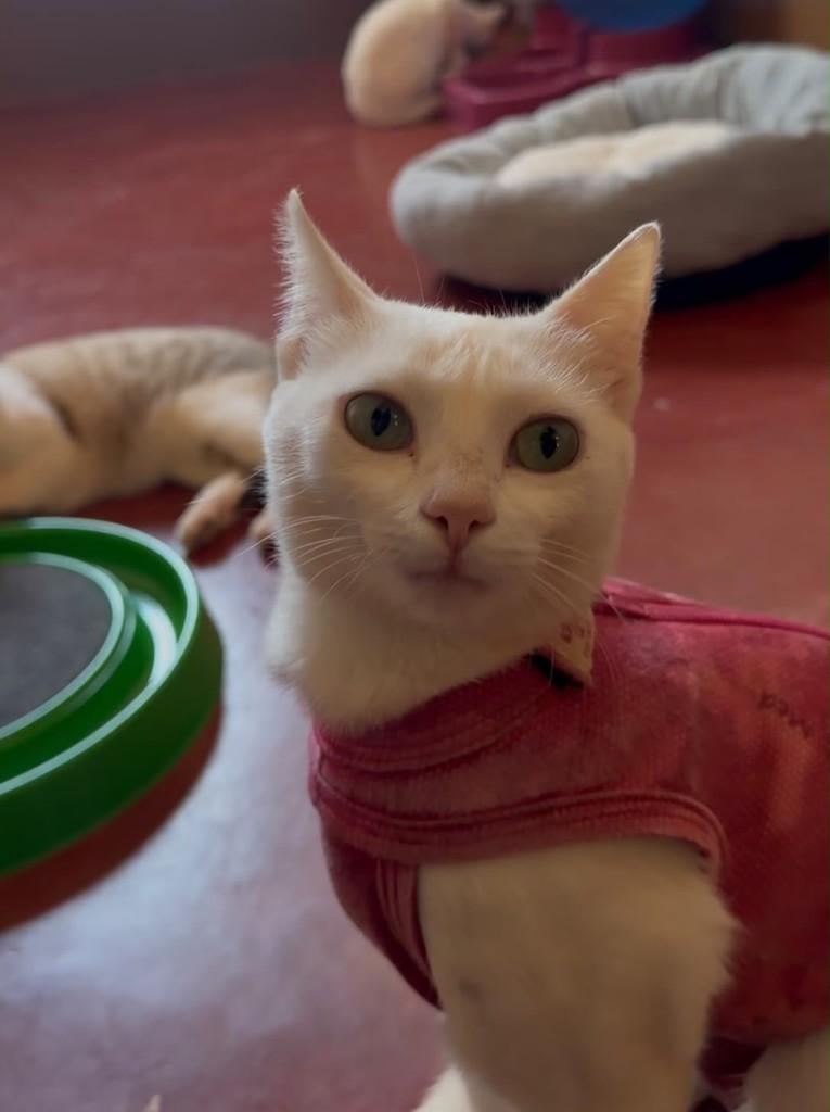 Julieta, gata de porte pequeno para adoção em Ribeirão Preto - SP — foto 5 de 6