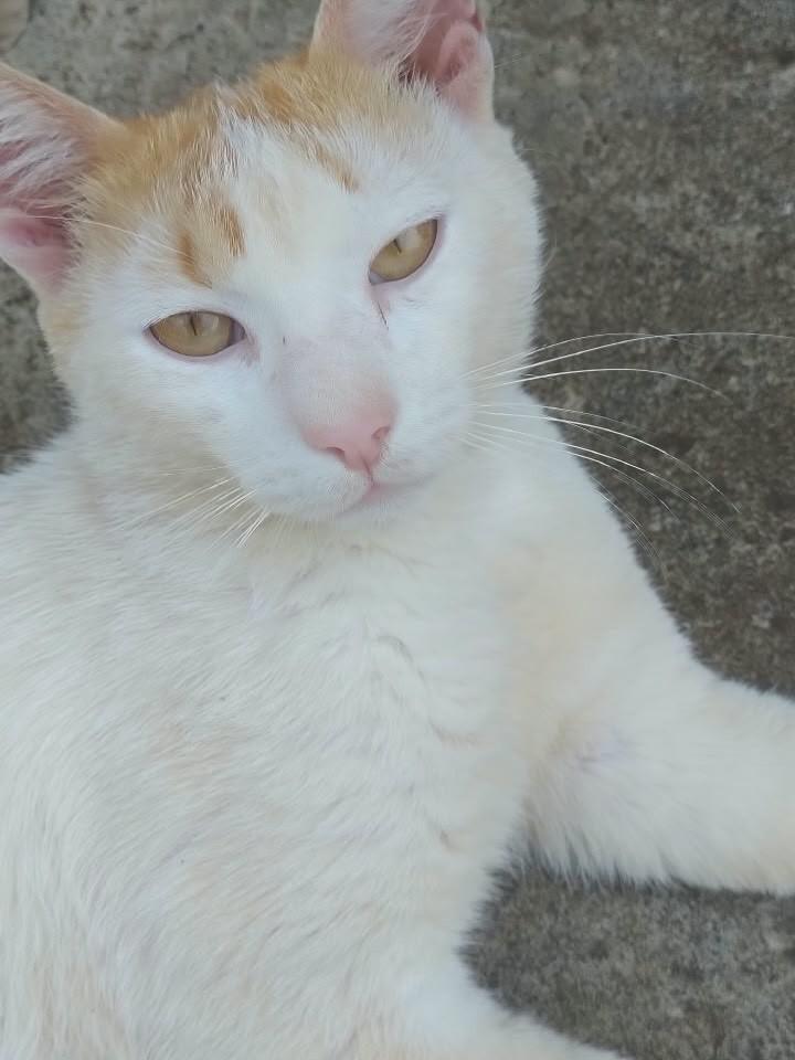 Romeu, gato para adoção em Ribeirão Preto - SP