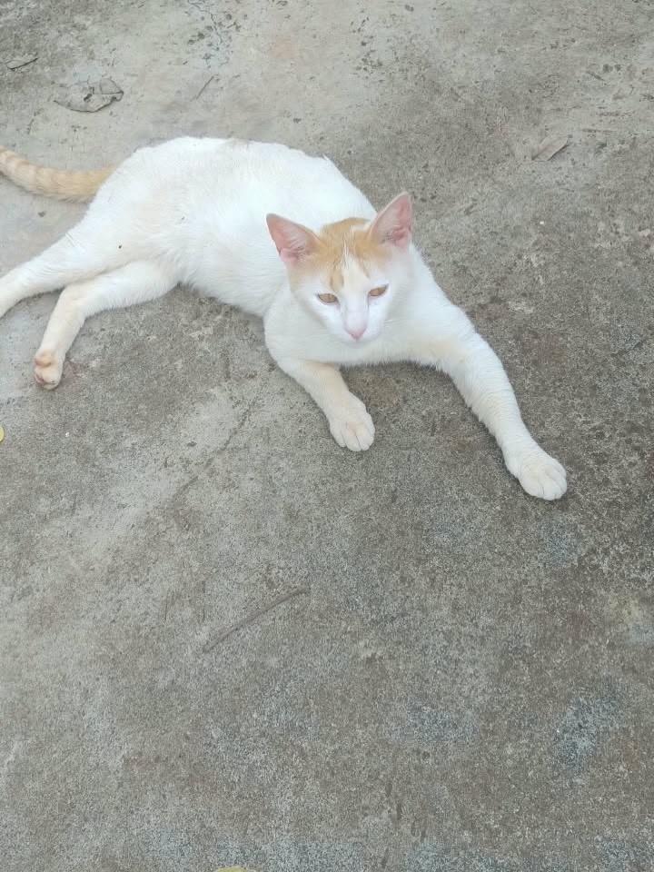 Romeu, gato para adoção em Ribeirão Preto - SP — foto 2 de 6