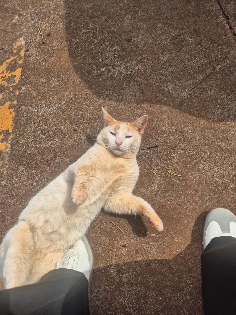 Romeu, gato para adoção em Ribeirão Preto - SP — foto 3 de 6