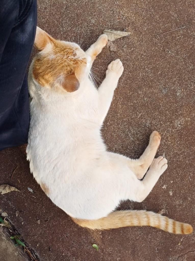 Romeu, gato para adoção em Ribeirão Preto - SP — foto 4 de 6