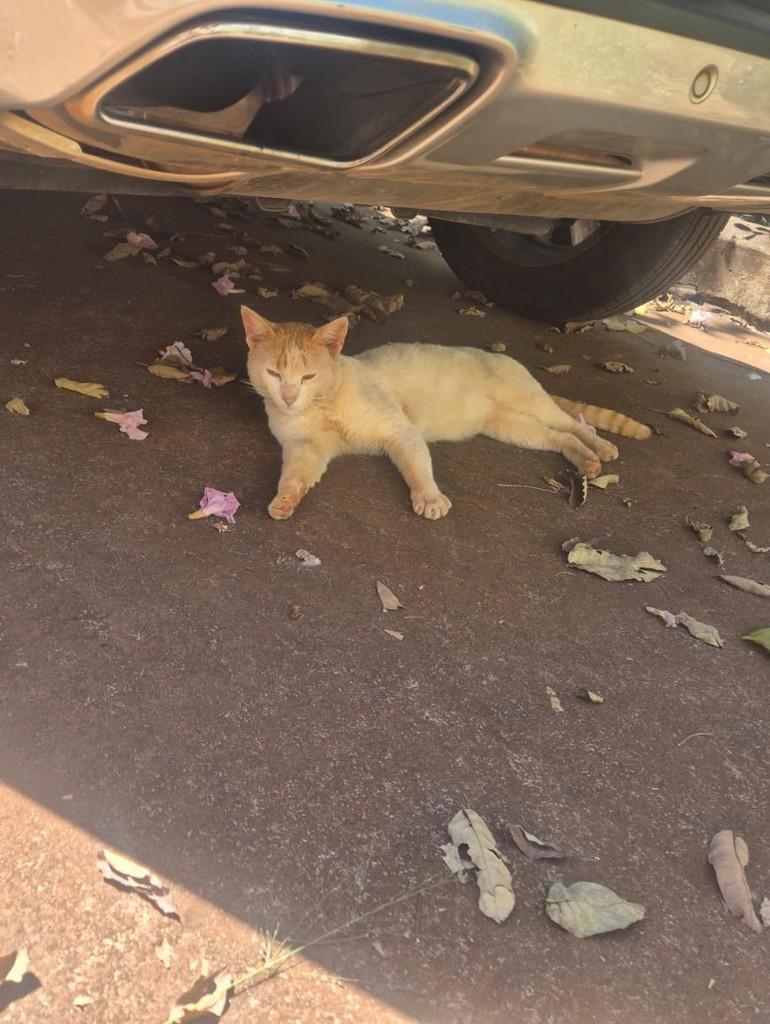 Romeu, gato para adoção em Ribeirão Preto - SP — foto 5 de 6