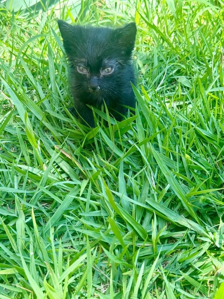 Graxinho, gato de porte pequeno para adoção em Ribeirão Preto - SP