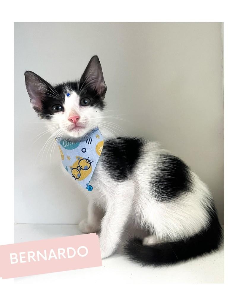 Bernardo, gato de porte pequeno para adoção em Salvador - BA