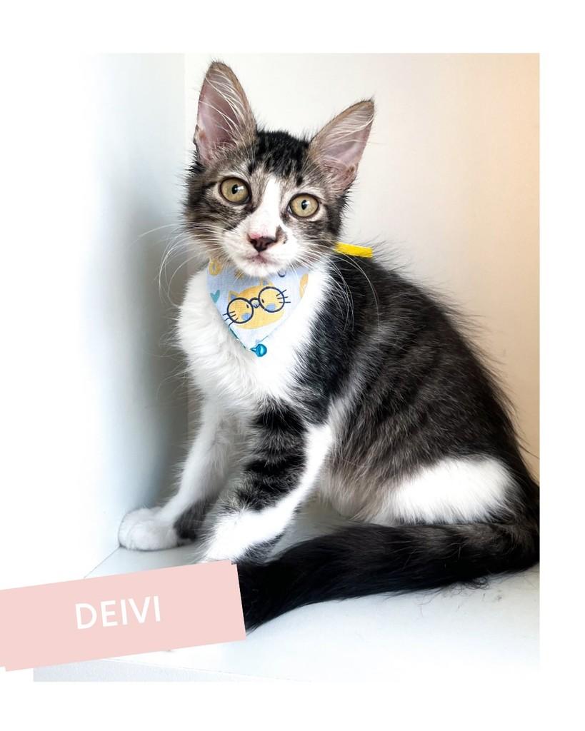 Deivi, gato de porte pequeno para adoção em Salvador - BA
