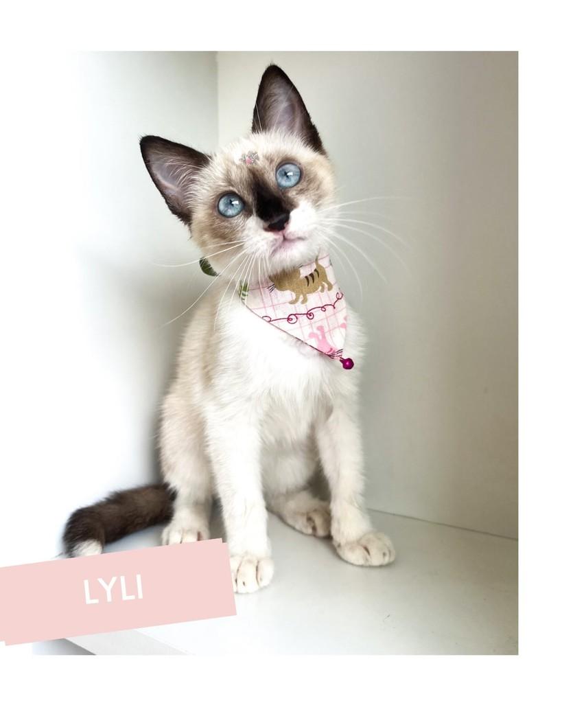 Lyli, gata de porte pequeno para adoção em Salvador - BA