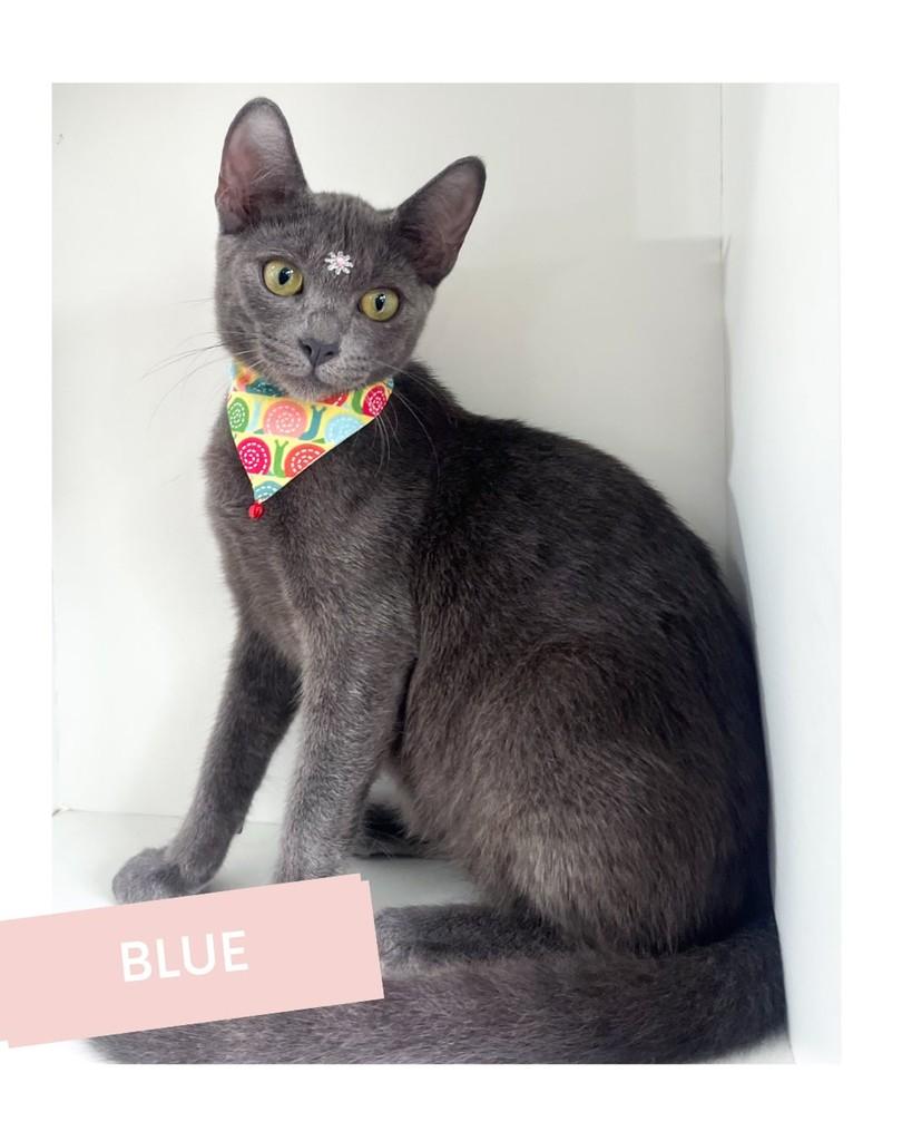 Blue, gata de porte pequeno para adoção em Salvador - BA