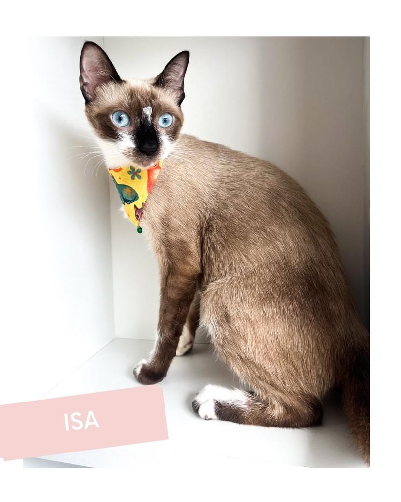 Isa, gata de porte médio para adoção em Salvador - BA