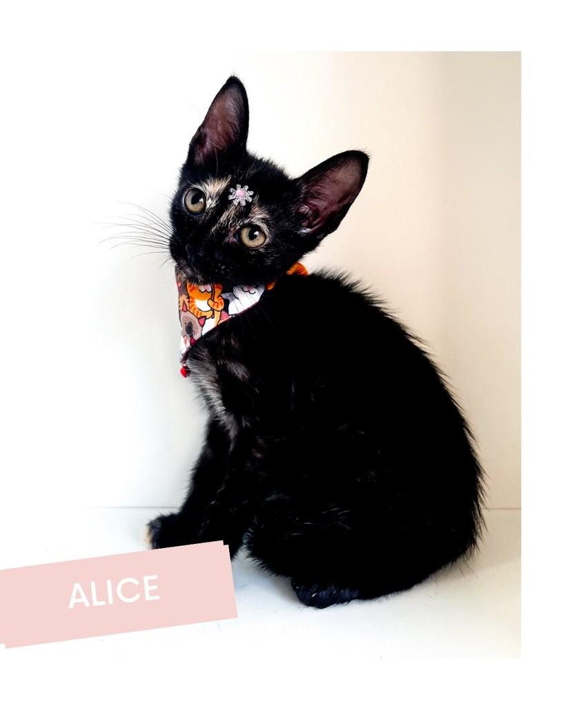 Alice, gata de porte pequeno para adoção em Salvador - BA