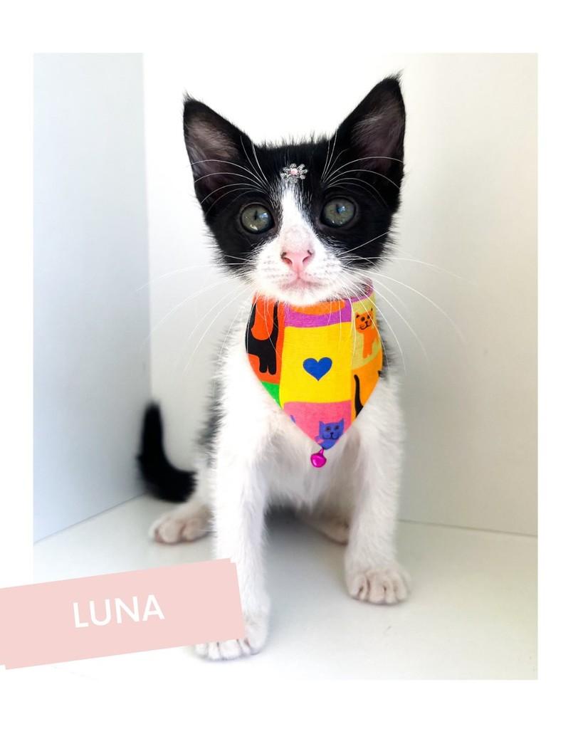 Luna, gato de porte pequeno para adoção em Salvador - BA