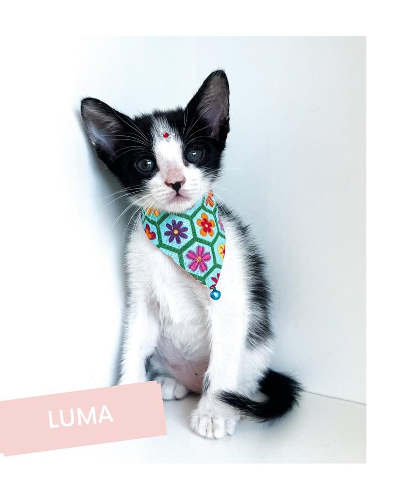 Luma, gata de porte pequeno para adoção em Salvador - BA