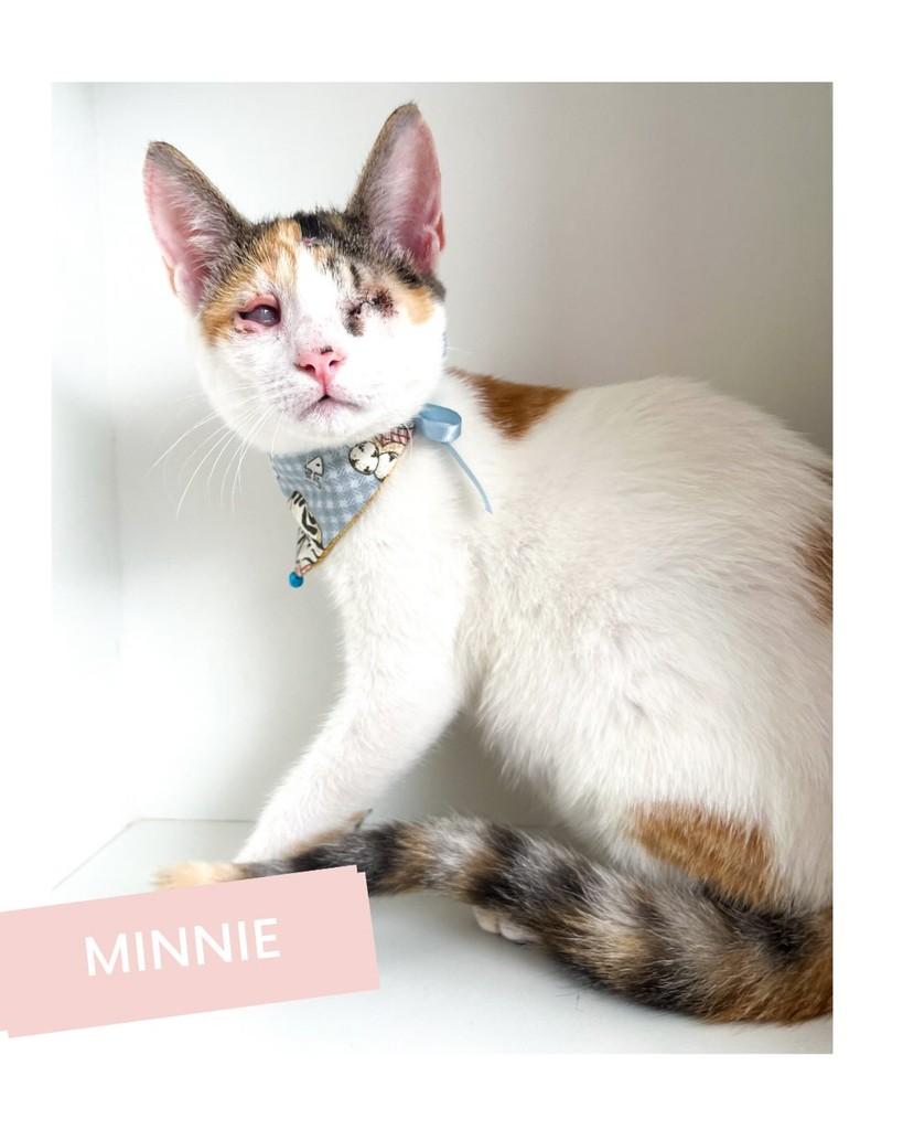 Minnie, gata de porte pequeno para adoção em Salvador - BA