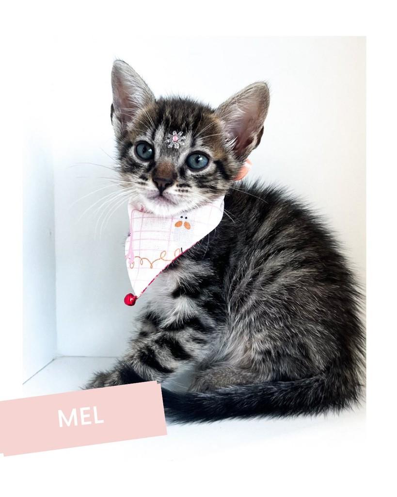 Mel, gato de porte pequeno para adoção em Salvador - BA