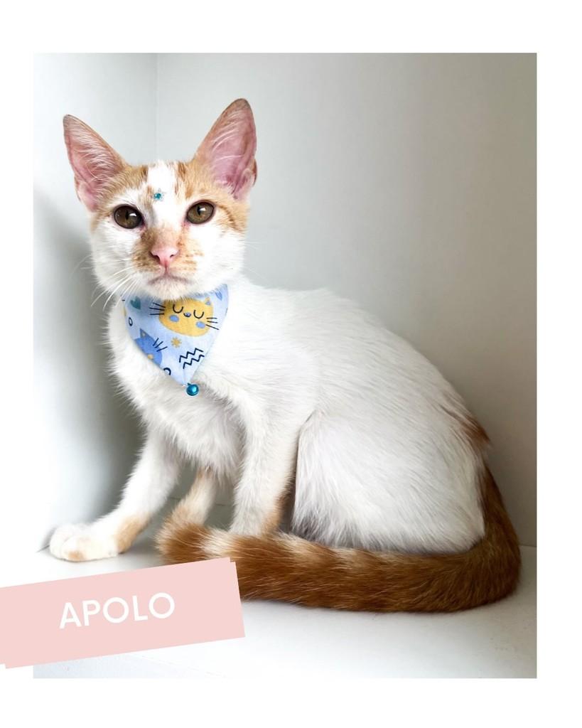 Apolo, gato de porte médio para adoção em Salvador - BA