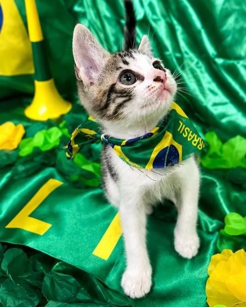 Chico, gato de porte pequeno para adoção em Salvador - BA