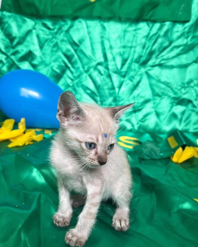 Léo, gato de porte pequeno para adoção em Salvador - BA