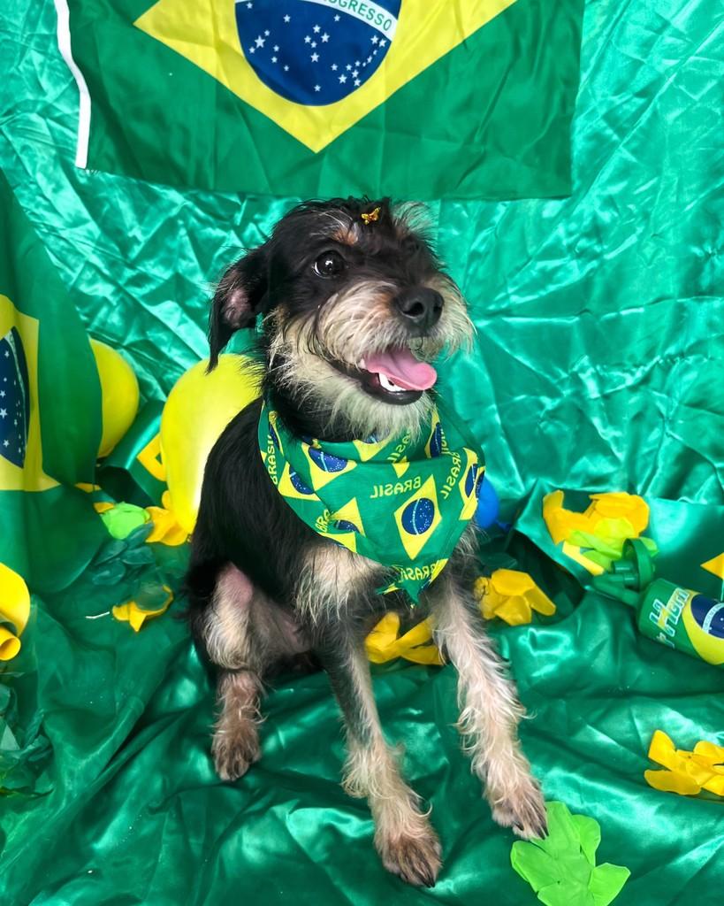 Nina, cadela de porte pequeno para adoção em Salvador - BA
