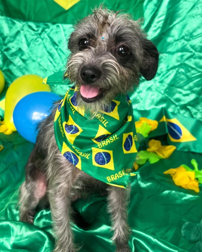 Vitória, cachorro de porte pequeno para adoção em Salvador - BA