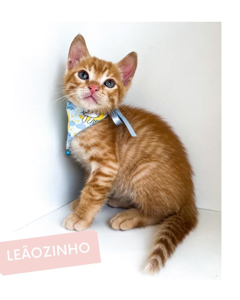 Leãozinho, gato de porte pequeno para adoção em Salvador - BA