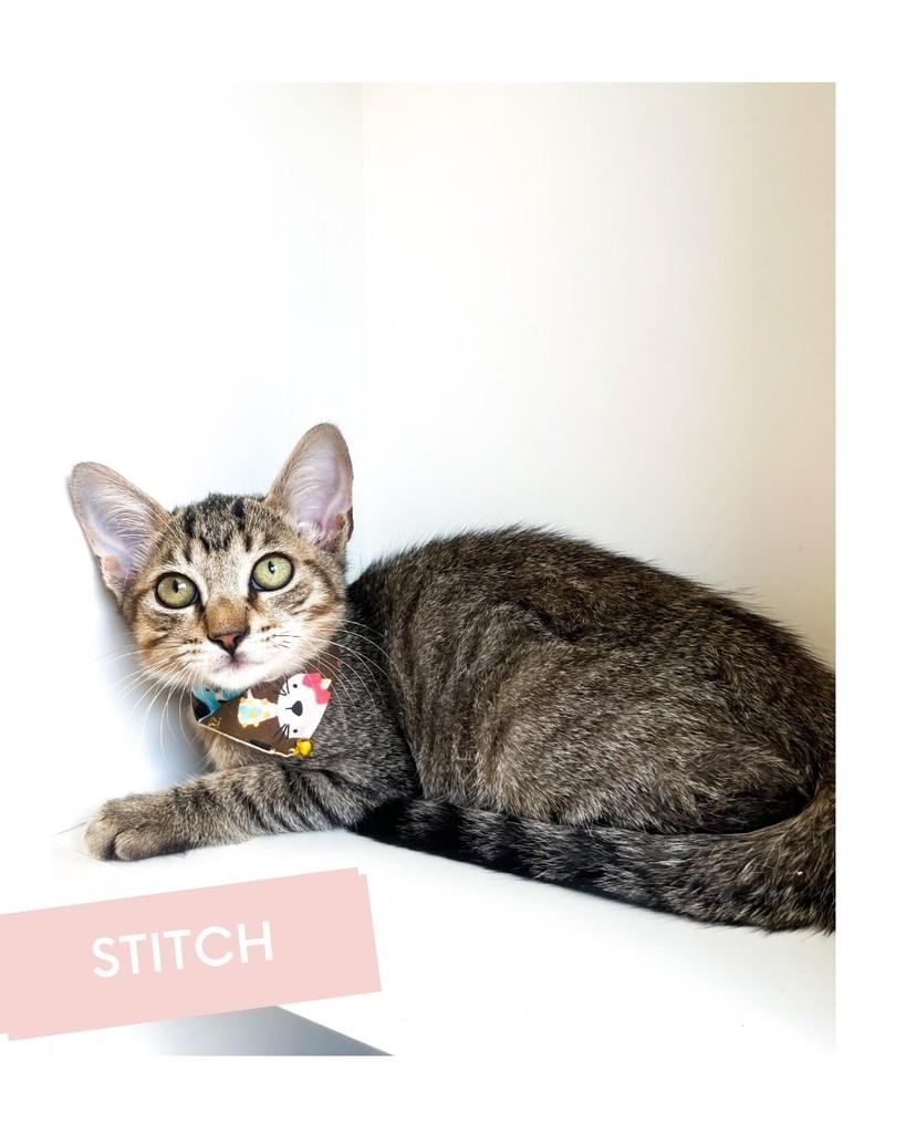 Stitch, gato de porte pequeno para adoção em Salvador - BA