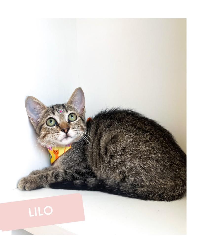 Lilo, gata de porte pequeno para adoção em Salvador - BA
